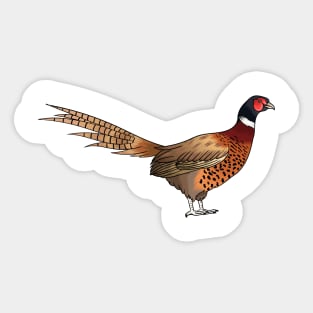 Ring-necked pheasant bird cartoon illustration Sticker